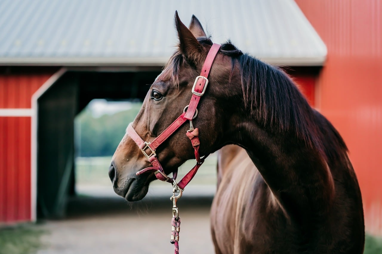 horse, animal, equine-7481726.jpg